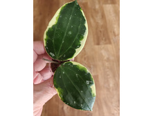 Latifolia Sp Albo Round Leaf.