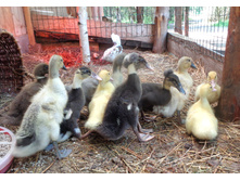 11.JPG