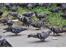 DSC_0762 (1024x680).jpg