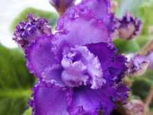 Midnight Twist �����.jpg