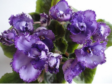 Midnight Twist �����.jpg