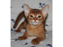 ����������� 1199.jpg