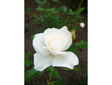 White queen