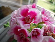 PAC Flower Fairy White Splash.JPG