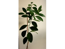 ���, ����������� ��������!