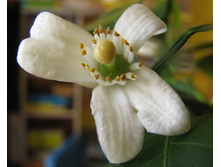 ������ ����գ�, ���������� ��?