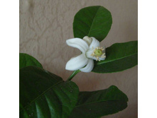 ���������� �����-������