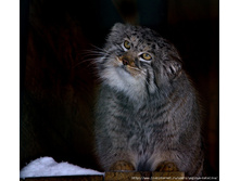 ����� ��� �� ����