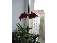 IMG_4796.JPG