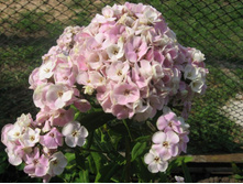 ����� ������ ��������