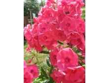 ����� �����