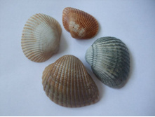 ��� �����