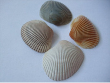 ��� �����