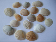 ������� ��������