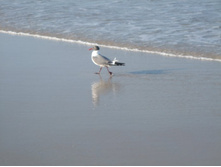 ������� ������ ��� � ��������;-)