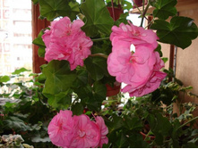 PAC Pink Sybil