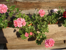 ������������ Pink Sybil.JPG