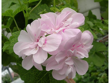 Cotta Lilac Queen