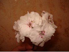 Ice Rose