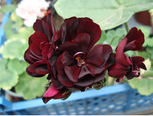 Beatrice