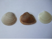 ��� �����