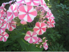 ����� ��������� �����