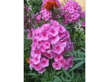 ����� ������������