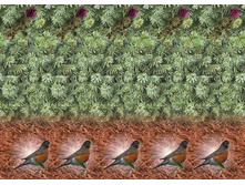 3dstereo_55.jpg