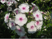 ����� ������ ��� �����