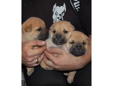 ����� x_9bea9228.jpg