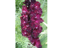 �������� ����.JPG