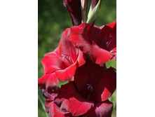 ���� ��������.JPG