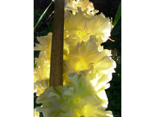 ���. ��������.JPG