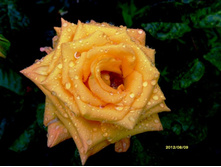 ������� ����� �����.JPG