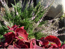 ������� �������.JPG