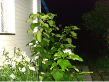 �������� � ����.JPG