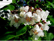 �������� ��������� ��������.JPG