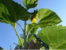 �� ����������.JPG