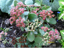 ���� �� ��������.JPG