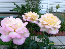 ����� ������� ����.JPG