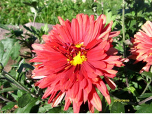 ���������� ��������.JPG