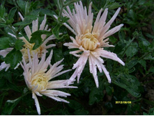 ���������� ������-���������.JPG