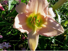 ������ ��� ��������.JPG