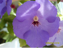 �������� �����-�����