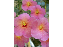 �������� Ice Tea