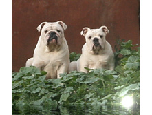 Canon EOS 400D DIGITAL - 0004.JPG