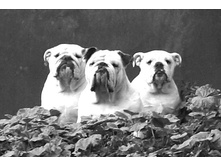 Canon EOS 400D DIGITAL - 0012.JPG