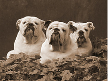 Canon EOS 400D DIGITAL - 0015.JPG