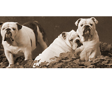 Canon EOS 400D DIGITAL - 0001.JPG