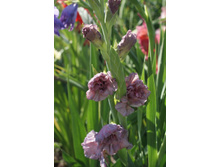 ��� �������.JPG